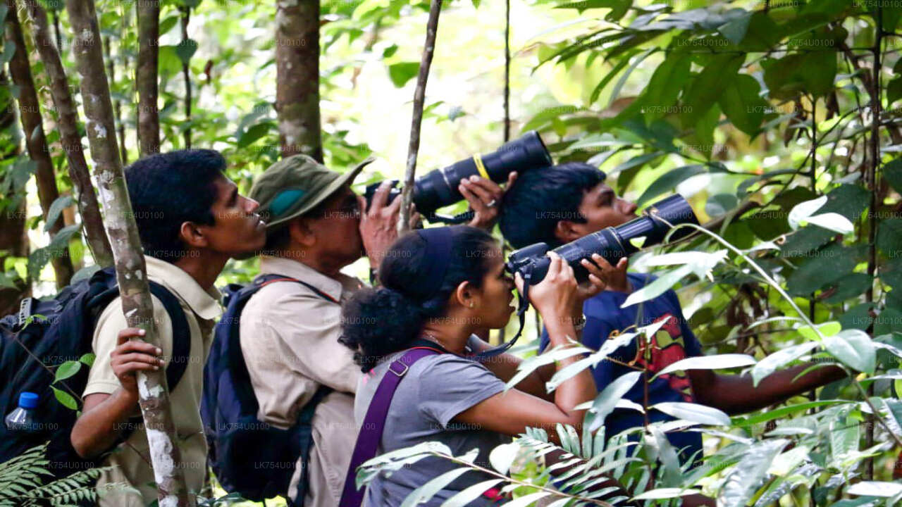 Birdwatching from Sinharaja Rainforest