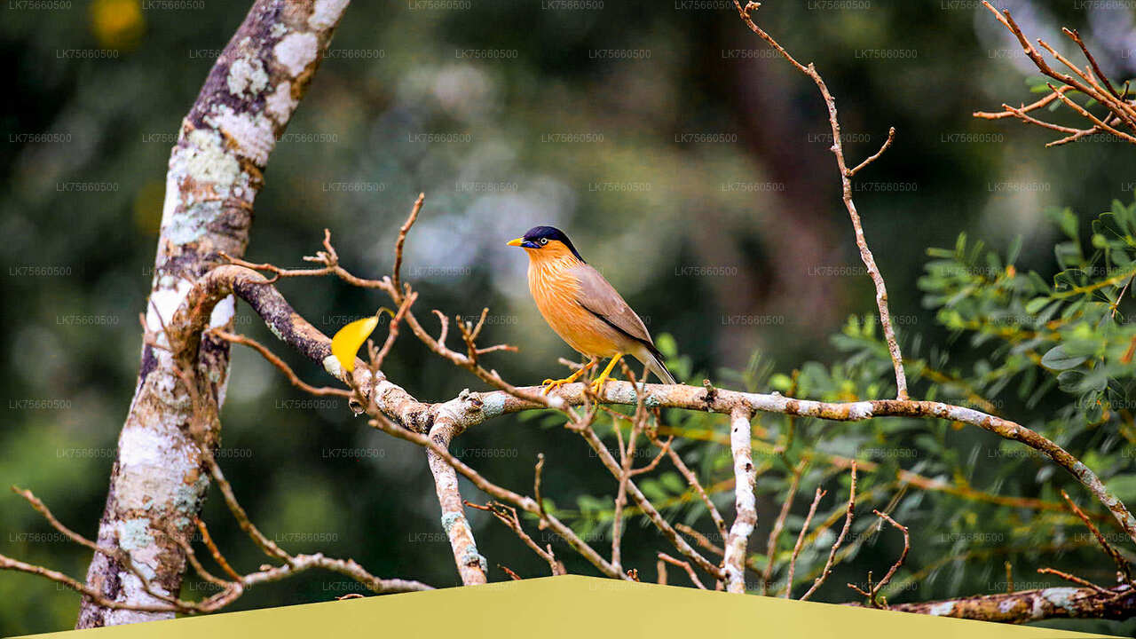 Birdwatching Safari at Udawalawe National Park from Mount Lavinia