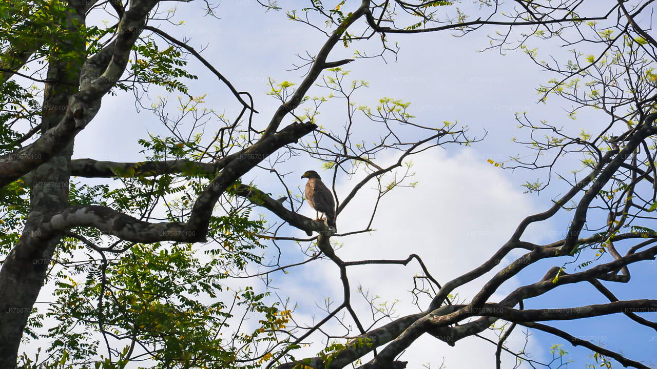 Birdwatching at Anawilundawa Sanctuary