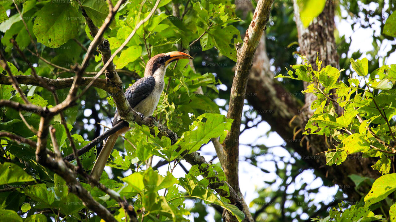 Birdwatching at Anawilundawa Sanctuary