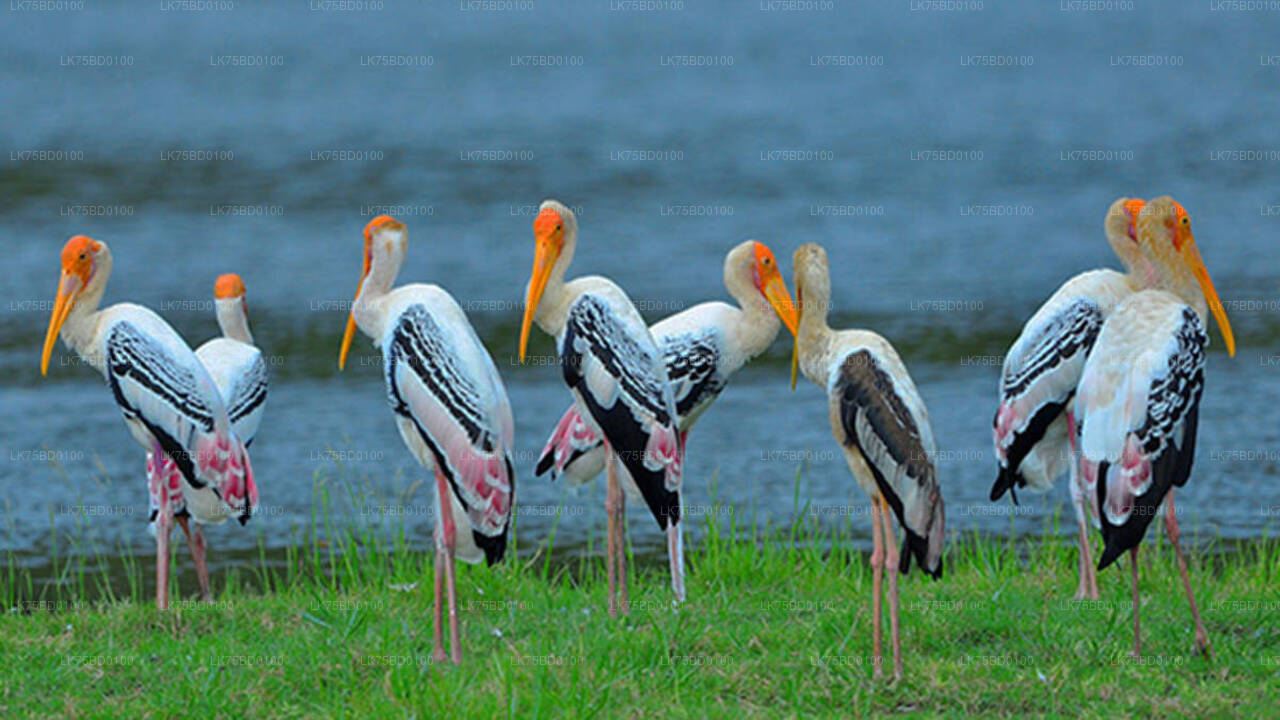 Birdwatching Safari from Bundala National Park