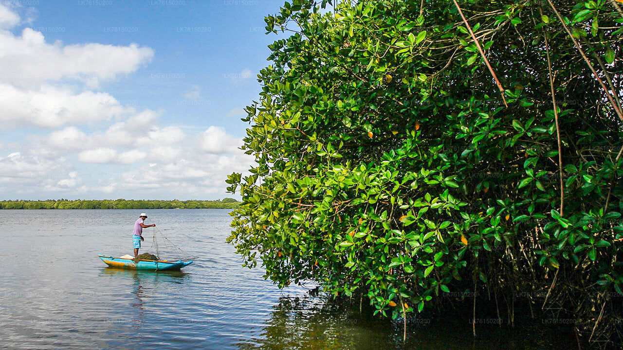 Mangrove Forest Boat Tour from Kalpitiya