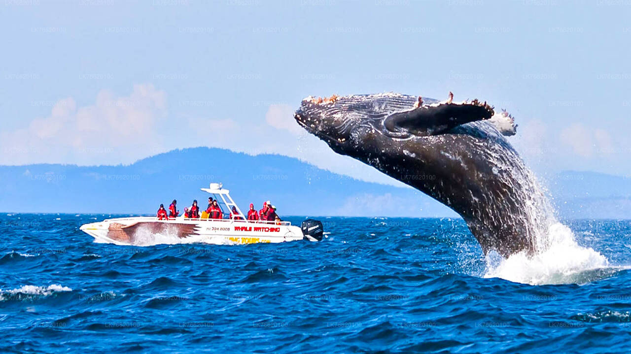 Whale Watching Boat Tour from Talpe