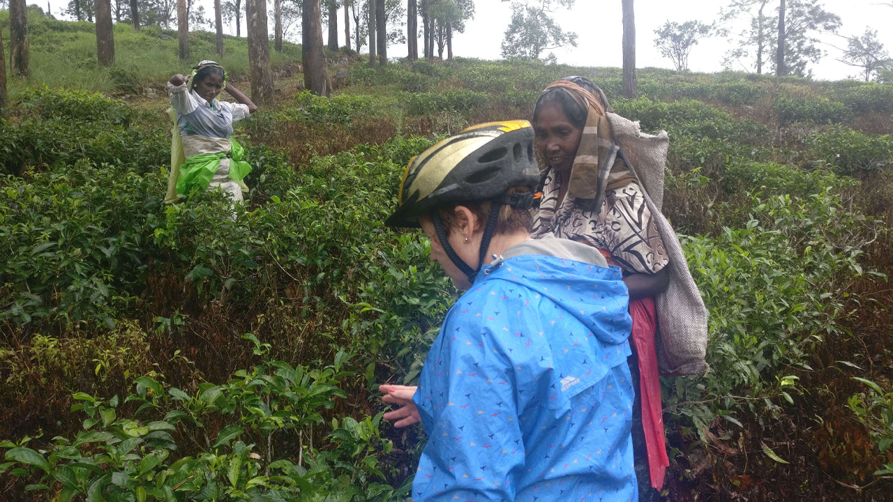 Hanthana Tea Plantation Cycling Tour