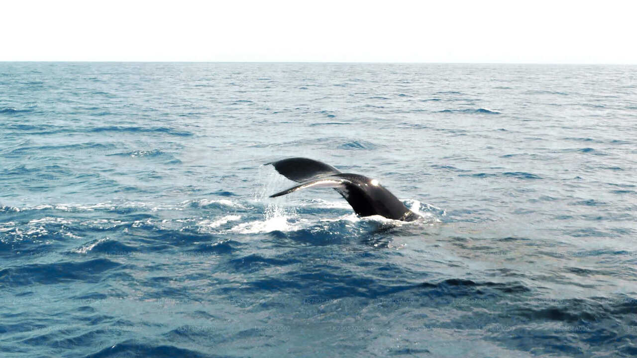 Whale Watching Sailing Cruise Tour from Mirissa