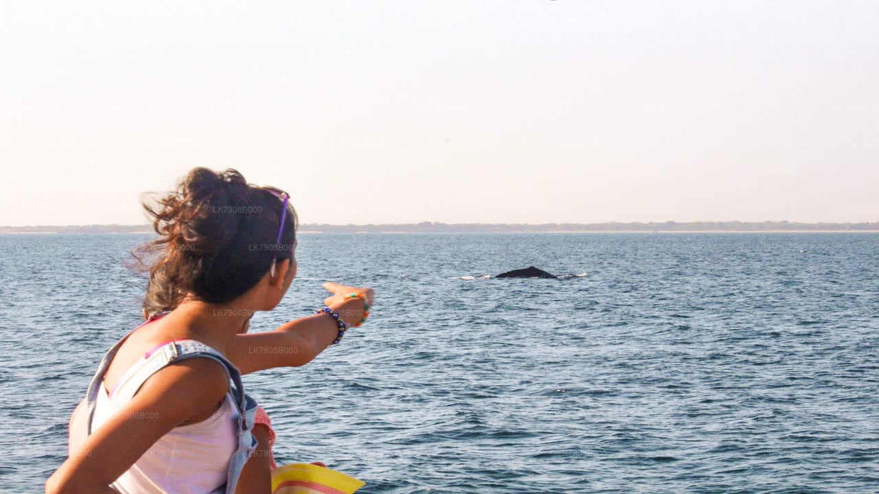 Whale Watching Sunset Cruise in Mirissa