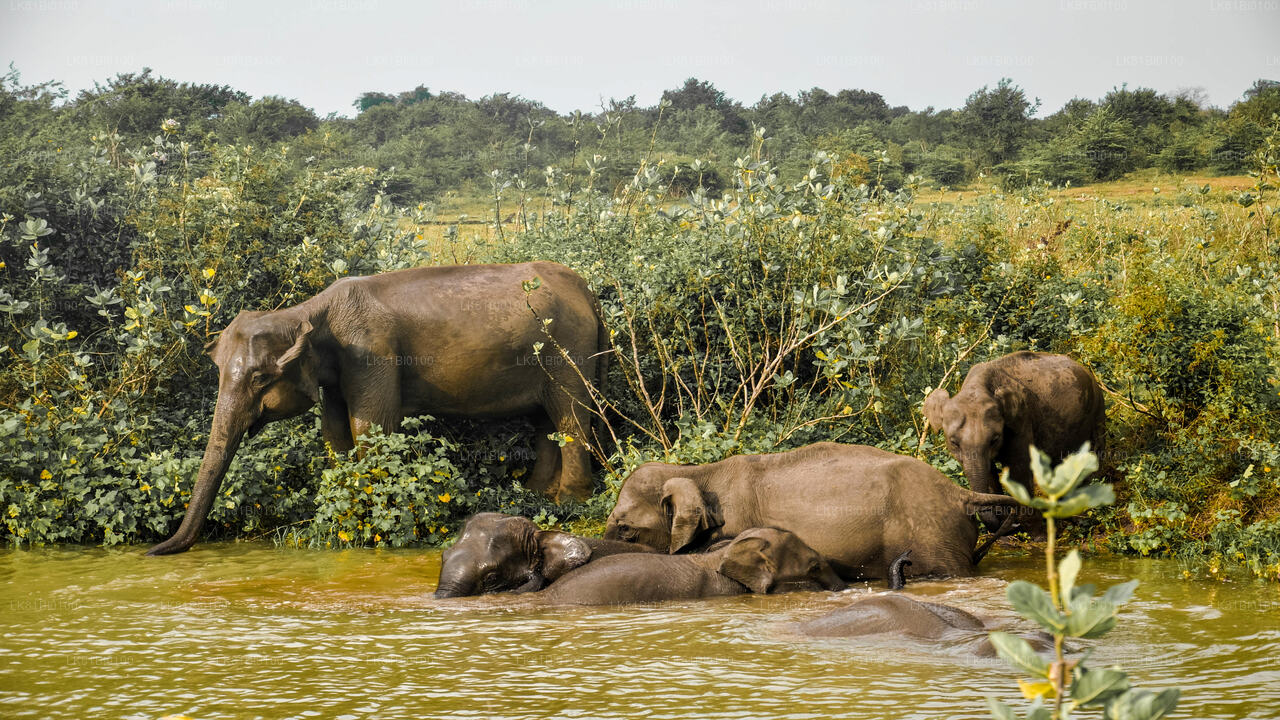Udawalawe National Park Safari from Hambantota Port