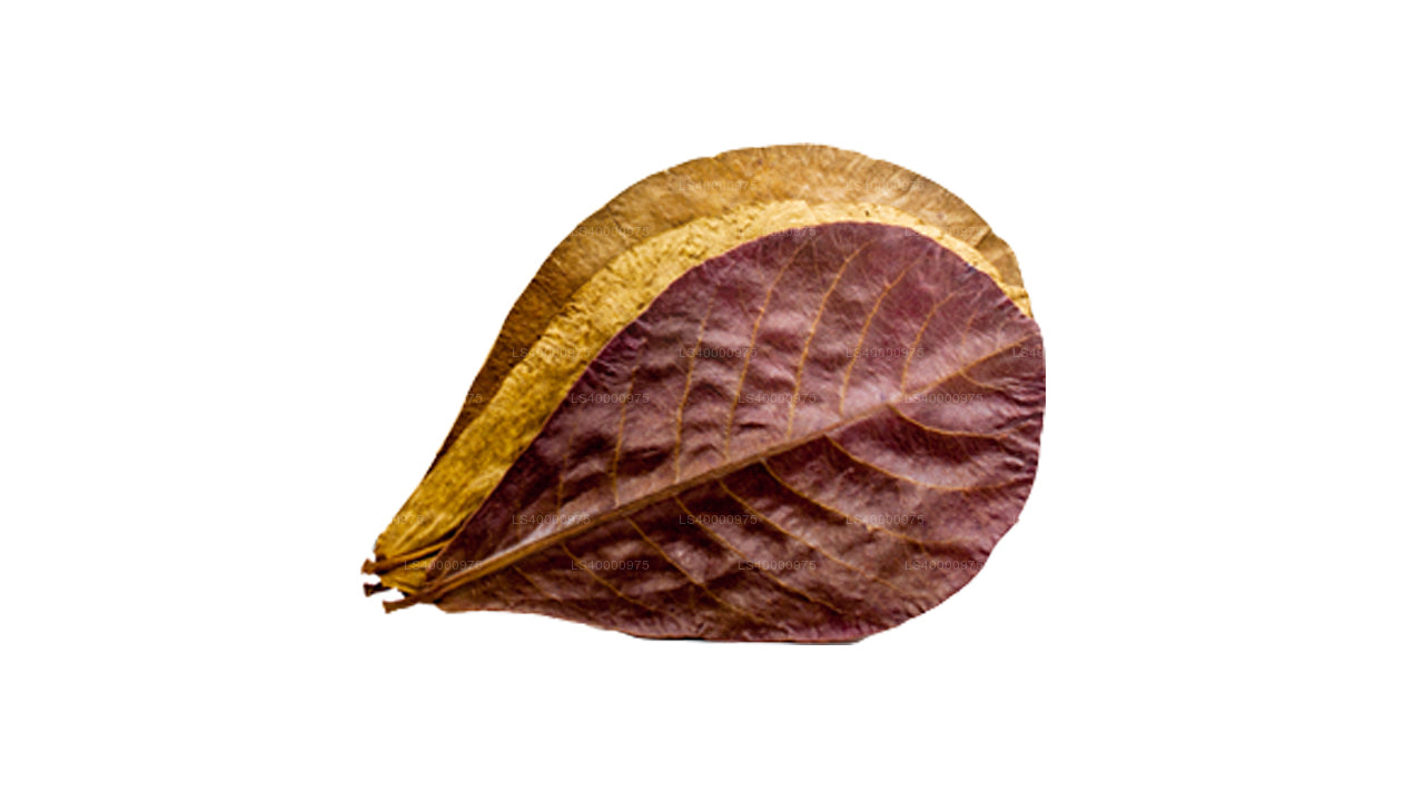 Lakpura Dehydrated (Kottan, Kottamba, Indian Almond) Terminalia catappa 100 Leaves (100g)