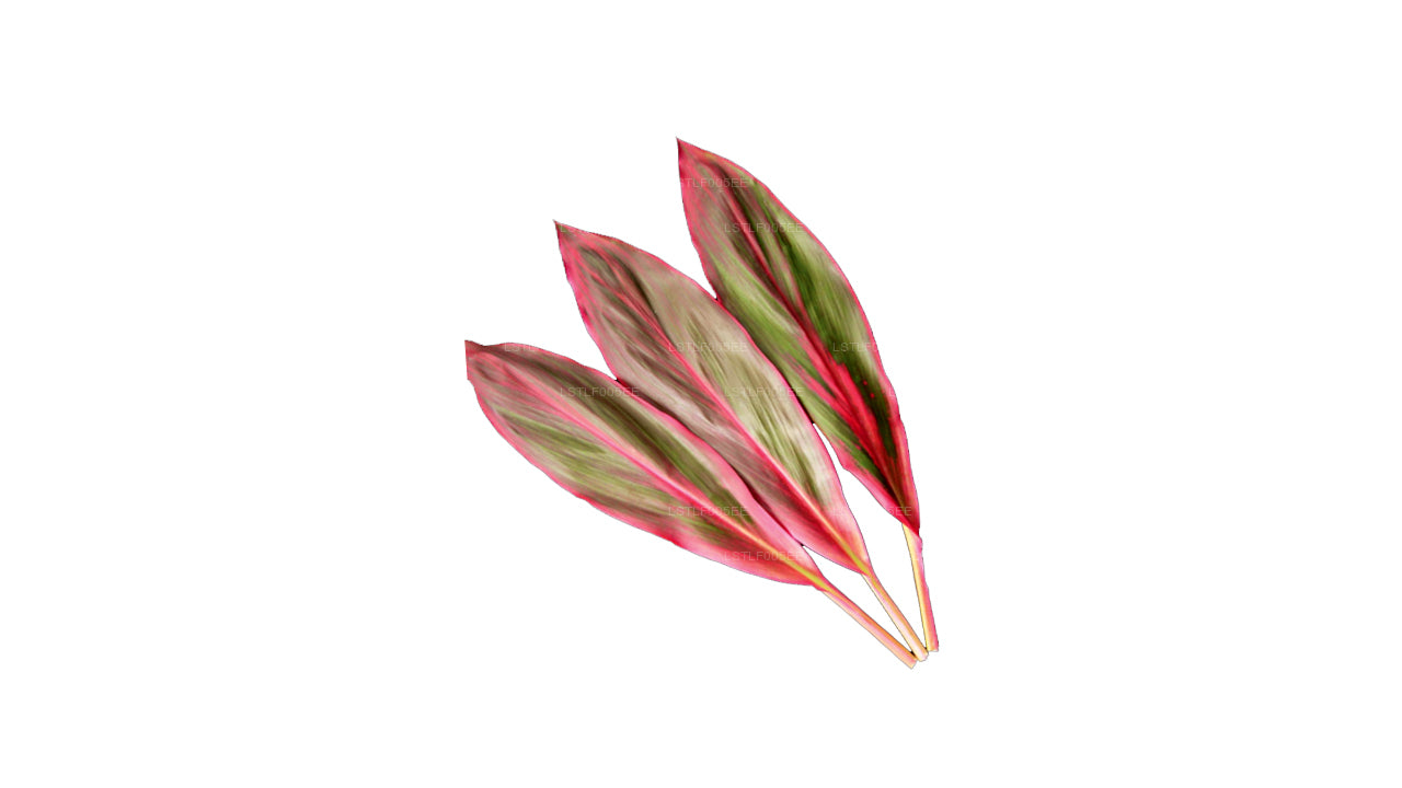 Lakpura Cordyline Fruticosa Red Edge (20 Leaves) Medium