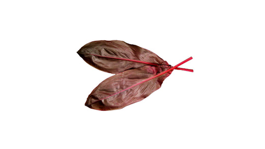 Lakpura Cordyline Fruticosa 'Red'  (20 Leaves) Medium