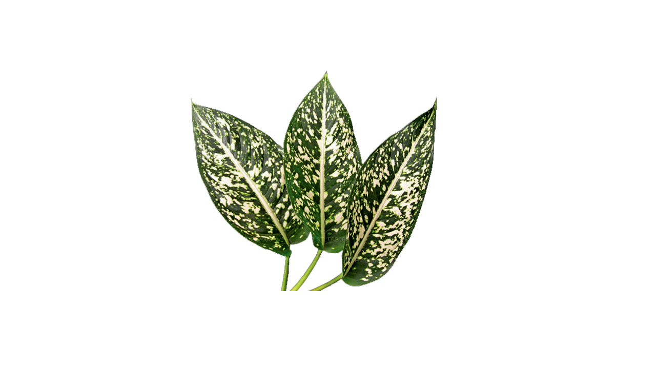 Lakpura Aglaonema Costatum Foxii (20 Leaves) Medium