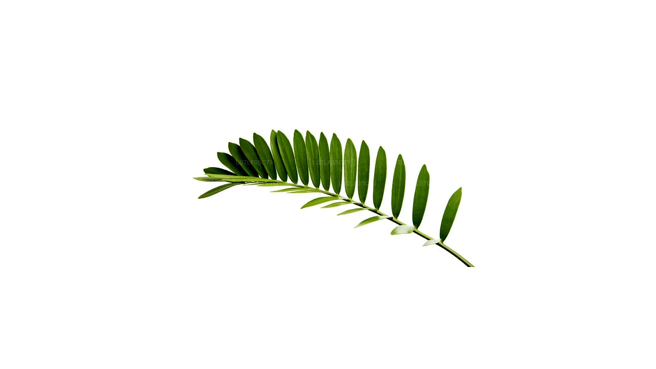 Lakpura Cardboard Palm (20 Leaves) Medium
