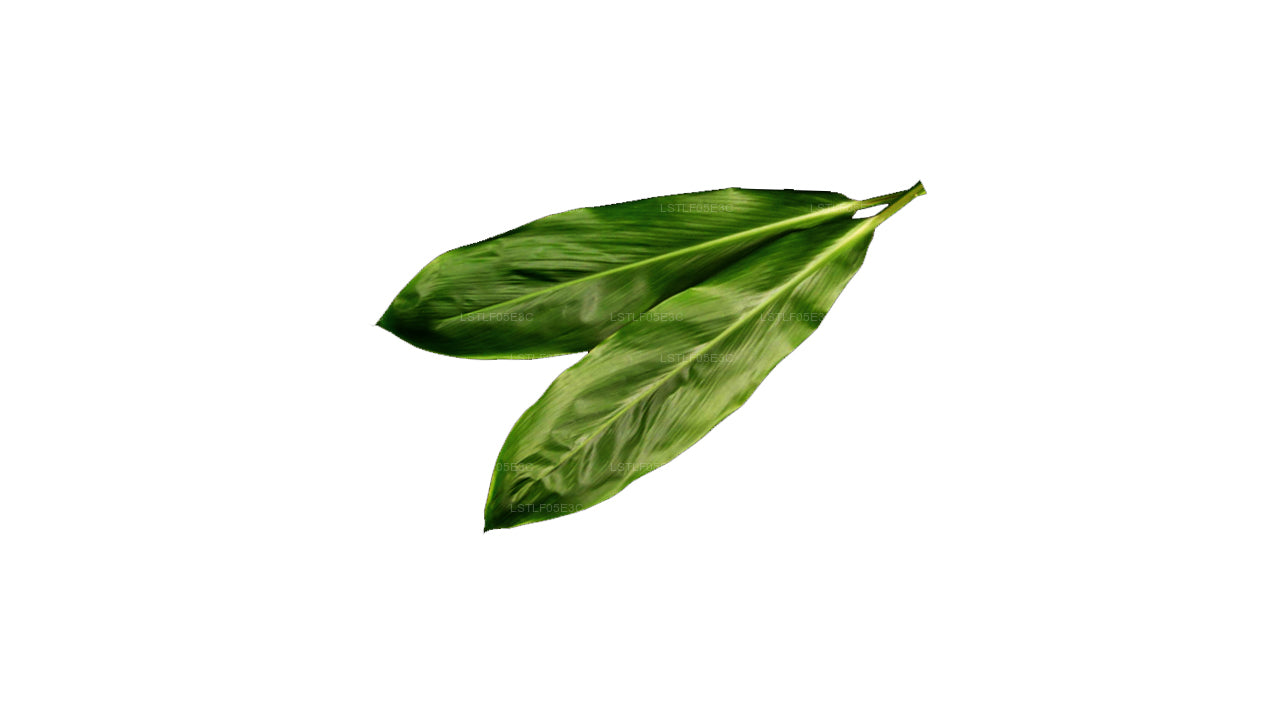 Lakpura Cordyline Fruticosa 'Green' (20 Leaves) Medium