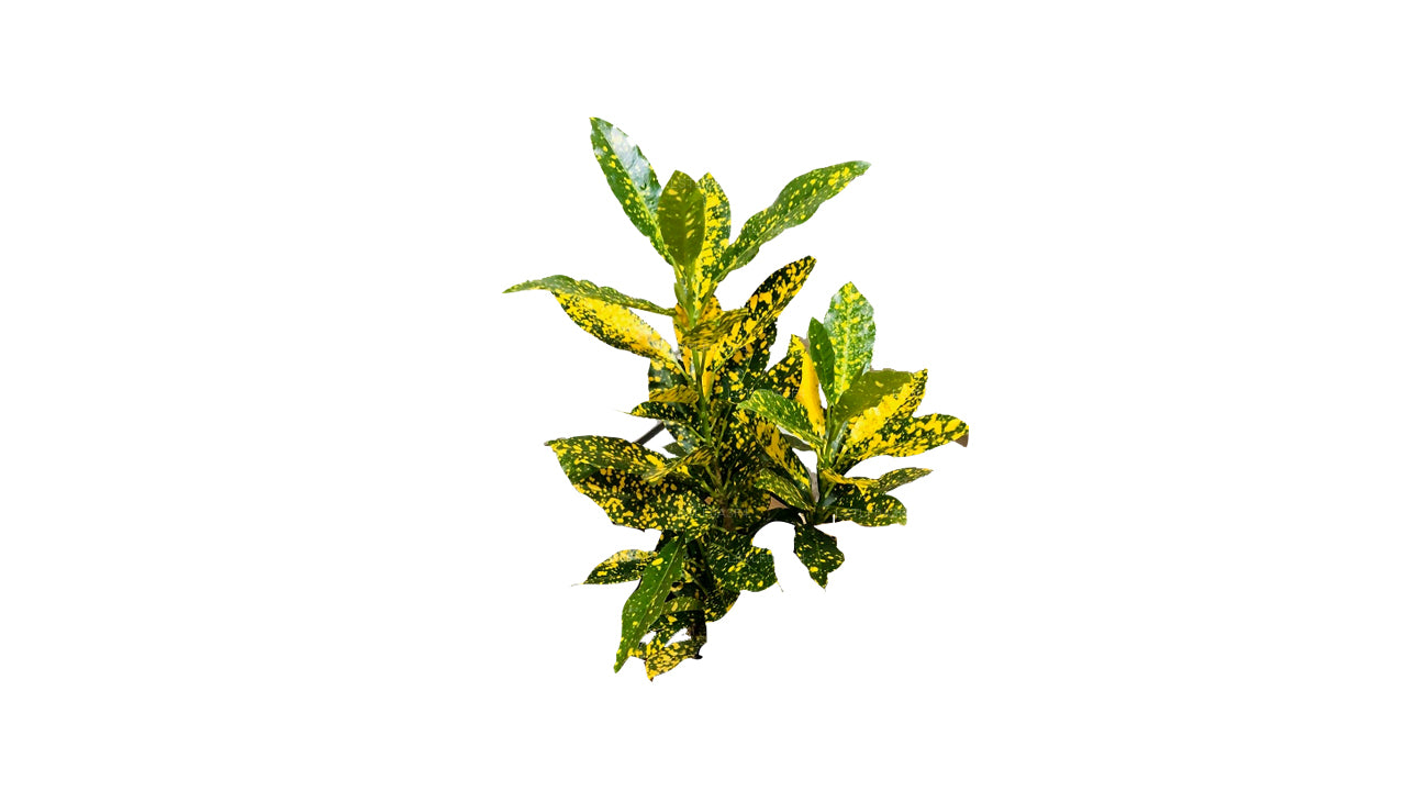 Lakpura Gold Star Croton (50 Leaves)