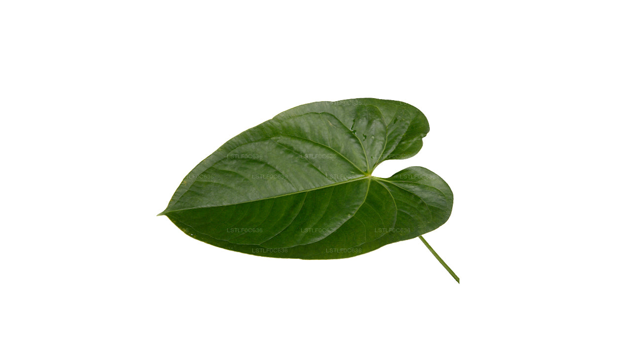 Lakpura Anthurium Andraeanum (20 Leaves) Medium