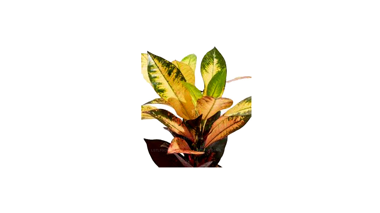 Lakpura Yellow Iceton Croton (50 Leaves)