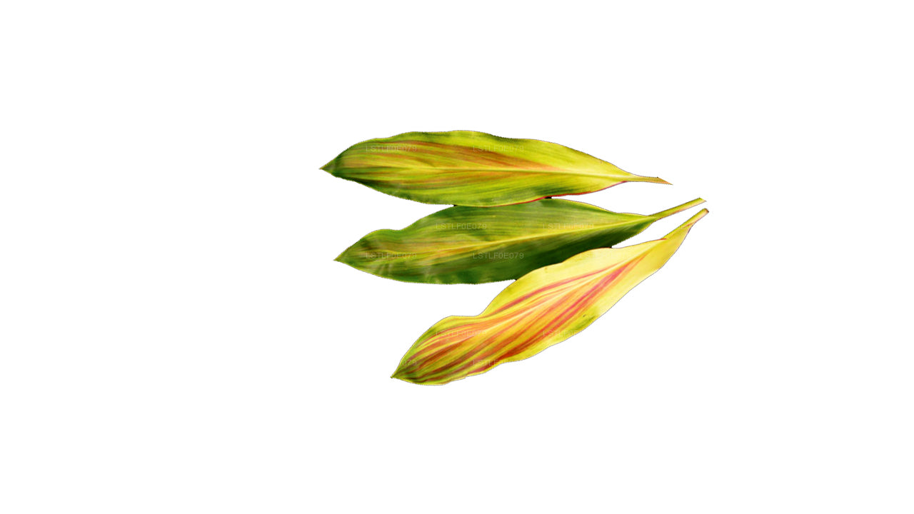 Lakpura Cordyline Fruticosa 'Tricolor' (20 Leaves) Medium