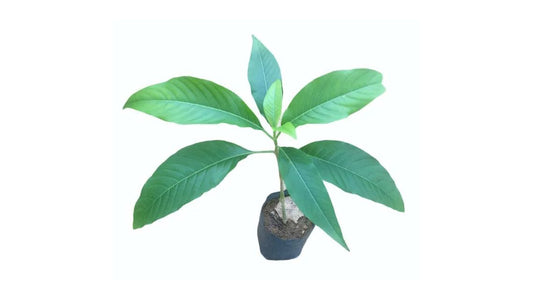 Pawatta (පාවට්ටා ආඩතෝඩා) Medicinal Plants
