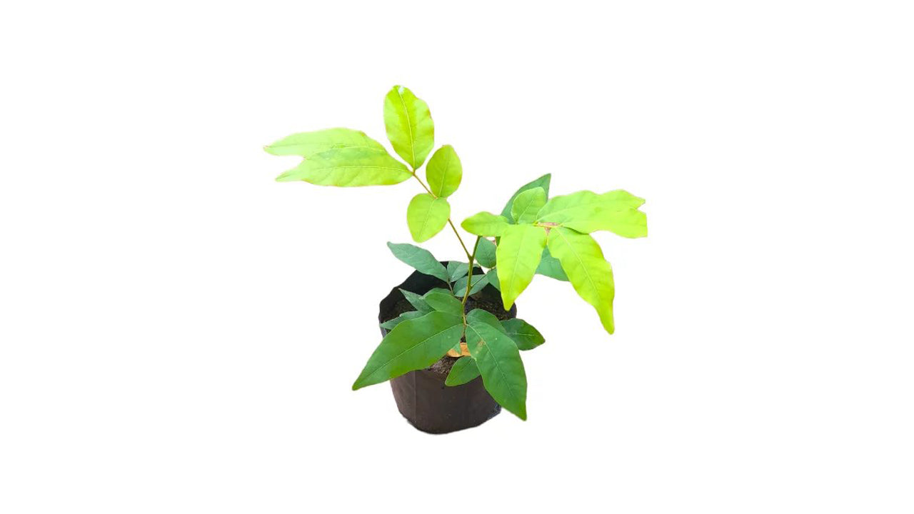 Soap Tree (ගස් පෙනෙල / සබන් ගස බීජ) Medicinal Plants