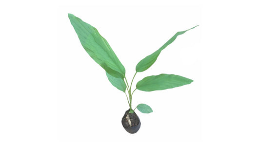 Turmeric (කහ) Medicinal Plants