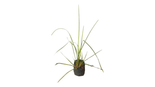 Vetiver Grass (සැවැන්දරා) Medicinal Plants